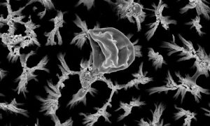 تیتانیوم،-ابر-میکروب_ها-را-از-هم-جدا-می_کند-۷۸۰×۴۷۰