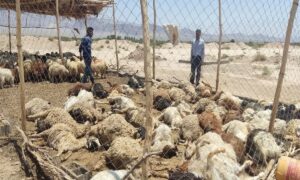 ۱۹۲۷۸۱۲۶_۹۹۷