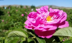 ۲۳۷۹۳۳۷۱۵۶۲۵۵۶۹d73dadd9.19928618