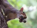 Squirrel-oak-iran