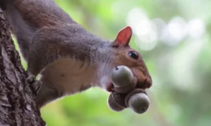 Squirrel-oak-iran