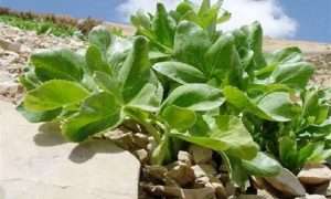 ۱۳۹۸۰۳۰۱P2u8388365 – Copy