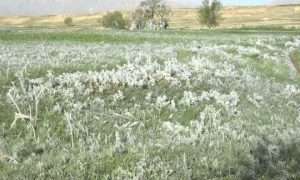 ۲۰۵۵۲۳۳۱_۷۹۵_۷۵۵۷۷۳