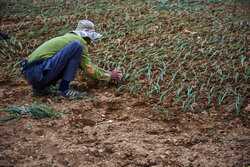 ۴۵۱۴۷۸۲_۴۱۹۶۳۵