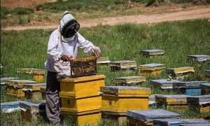 ۶۲۳۰۲۰۵۶_۴۸۵۰۹۳