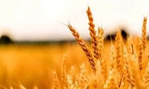 ۲۲۷۵۶۲_۶۲۴۲۰۶