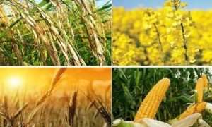 ۲۱۳۴۴۵_۶۶۹۹۳۷