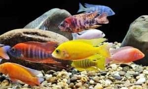 ۲۱۸۷۳۶_۳۹۰۹۹۷