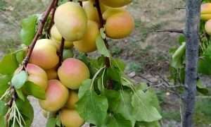 ۱۱۳۶۴۰۰۴_۴۱۰_۱۳۳۲۸۲