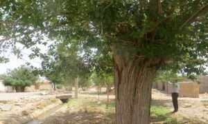 ۵۶۹۶۰۳۵_۹۲۱۱۴۵