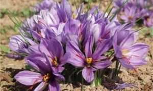 ۸۲۲۰۲۸۴۹-۷۰۹۶۵۰۷۰_۴۷۸۴۸۵