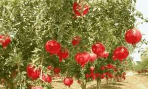 انار-۵۷۵×۳۲۳-۱