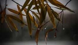 ۱۳۹۳۰۹۰۶۱۰۴۴۳۱۹۱۱۴۱۶۹۱۴۴_۷۱۰۵۸۰