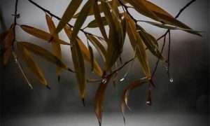 ۱۳۹۳۰۹۰۶۱۰۴۴۳۱۹۱۱۴۱۶۹۱۴۴_۷۱۰۵۸۰