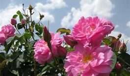 ۶۳۵۲۹۲۲۲_۹۰۷۸۶۸