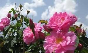 ۶۳۵۲۹۲۲۲_۹۰۷۸۶۸